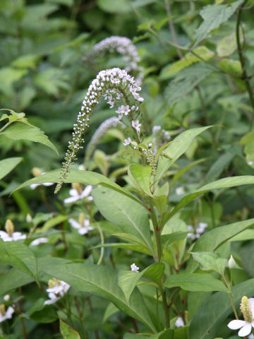 Lysimachia clethroides