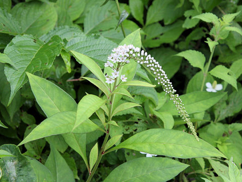 Lysimachia clethroides