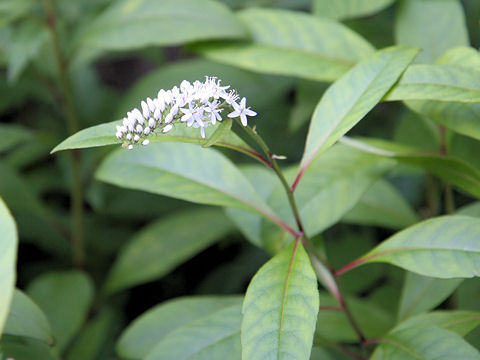 Lysimachia clethroides