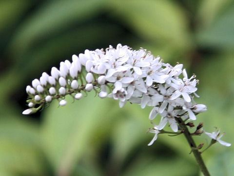 Lysimachia clethroides