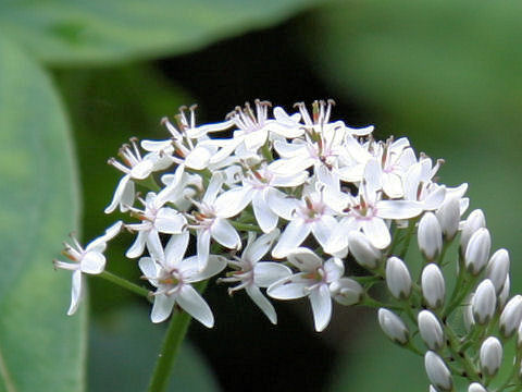 Lysimachia clethroides