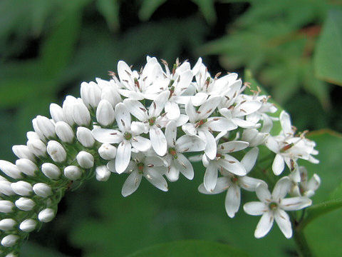 Lysimachia clethroides