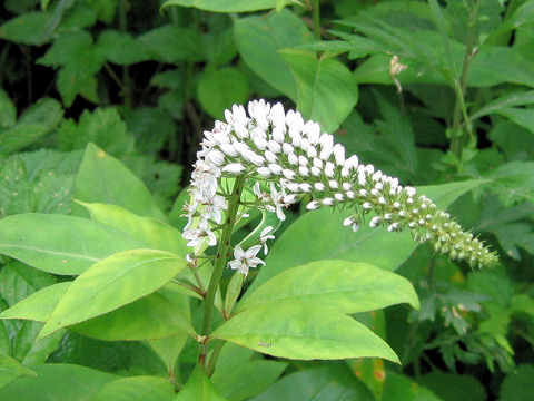 Lysimachia clethroides