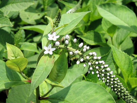 Lysimachia clethroides