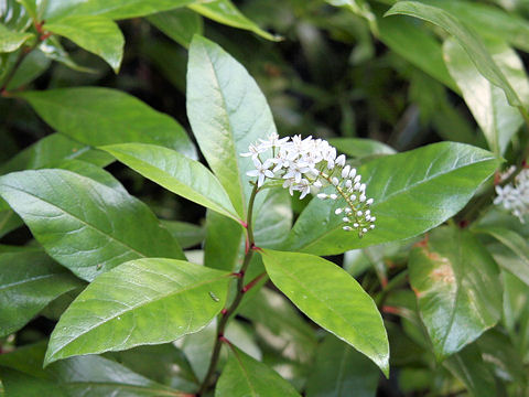 Lysimachia clethroides