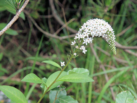 Lysimachia clethroides