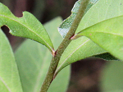 Lysimachia clethroides