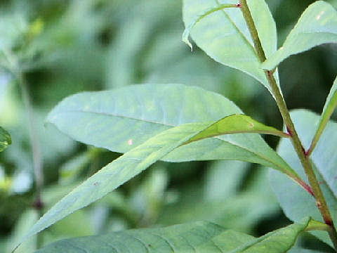 Lysimachia clethroides