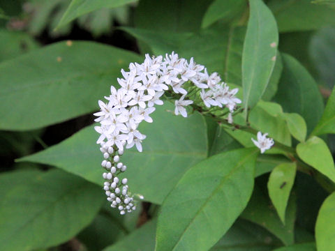 Lysimachia clethroides