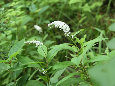 Lysimachia clethroides