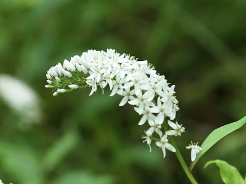 Lysimachia clethroides