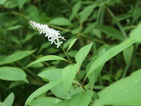 Lysimachia clethroides