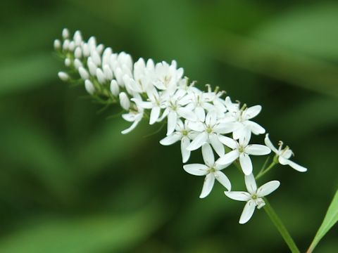 Lysimachia clethroides