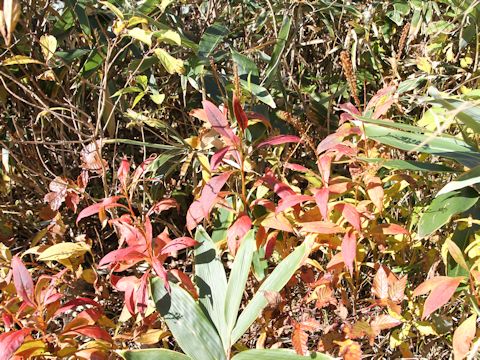 Lysimachia clethroides