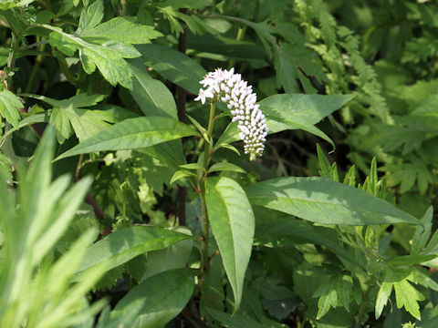 Lysimachia clethroides