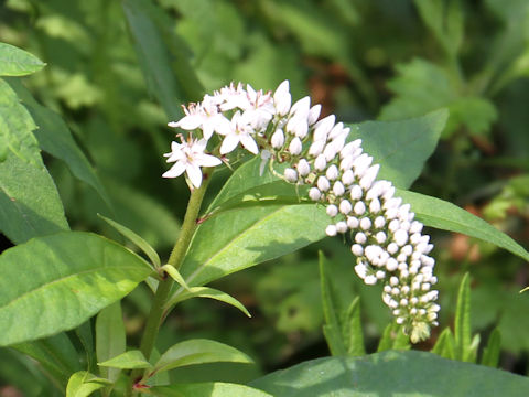 Lysimachia clethroides