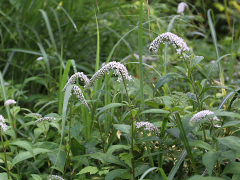 Lysimachia clethroides