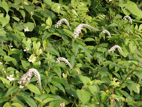 Lysimachia clethroides