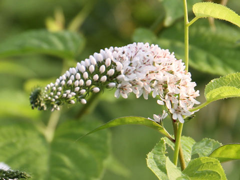 Lysimachia clethroides