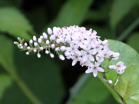 Lysimachia clethroides