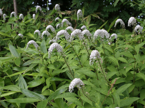 Lysimachia clethroides