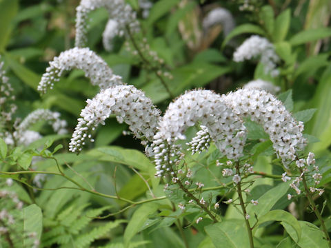 Lysimachia clethroides