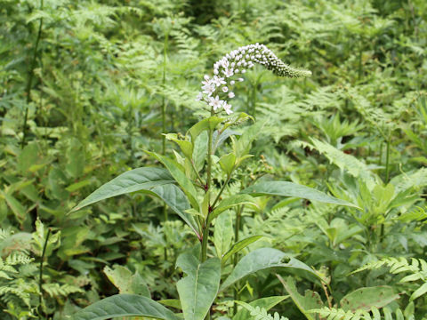 Lysimachia clethroides