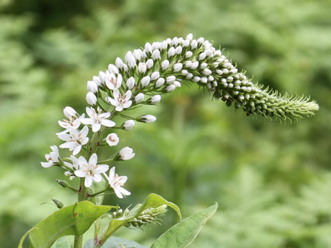 Lysimachia clethroides