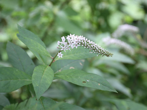 Lysimachia clethroides