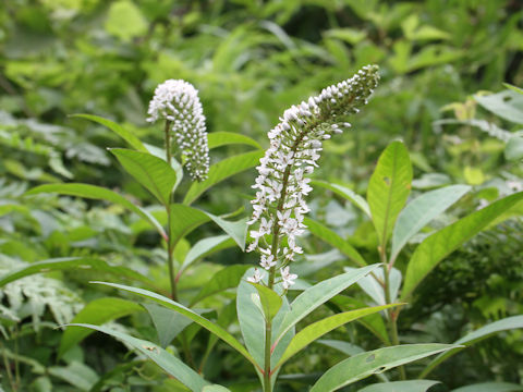 Lysimachia clethroides