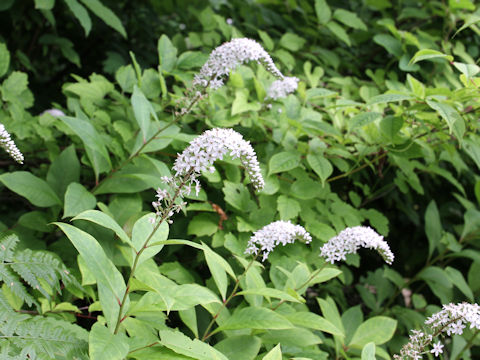 Lysimachia clethroides