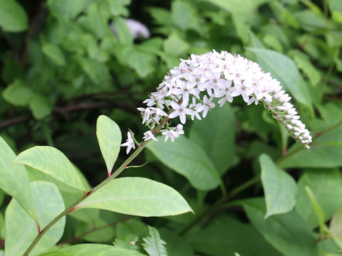 Lysimachia clethroides