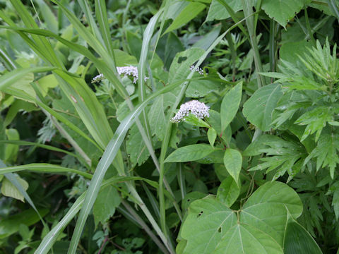 Lysimachia clethroides