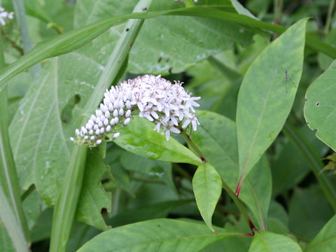 Lysimachia clethroides