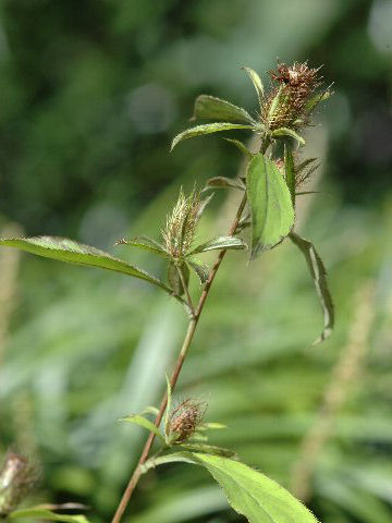 Atractylodes japonica