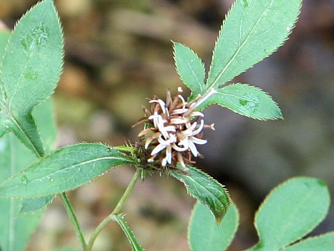 Atractylodes japonica