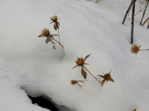 Atractylodes japonica