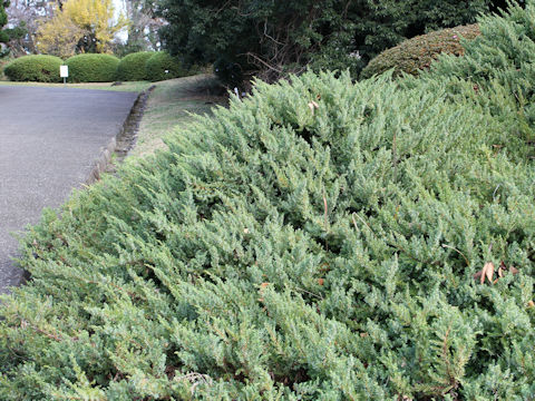 Juniperus taxifolia var. lutchuensis