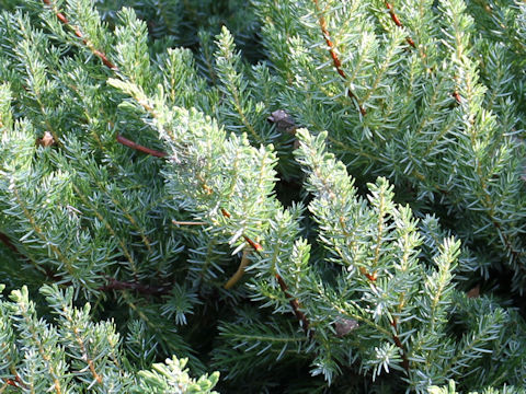 Juniperus taxifolia var. lutchuensis