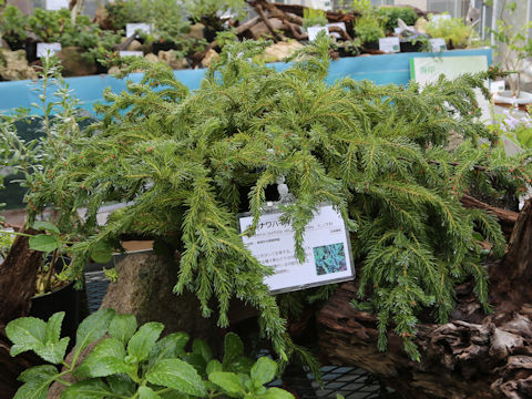 Juniperus taxifolia var. lutchuensis