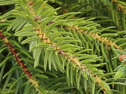 Juniperus taxifolia var. lutchuensis