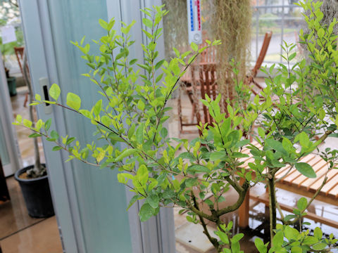 Ligustrum liukiuense
