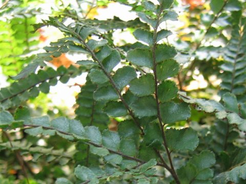 Adiantum flabelluatum