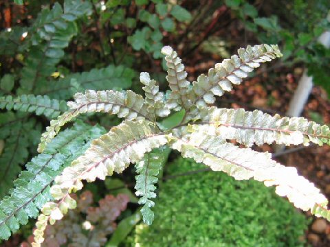 Adiantum flabelluatum