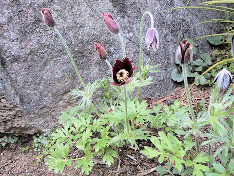 Pulsatilla cernua