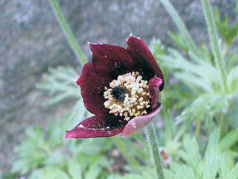 Pulsatilla cernua