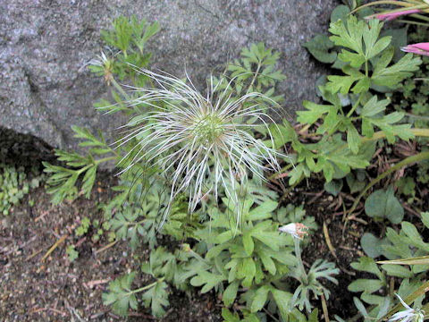 Pulsatilla cernua