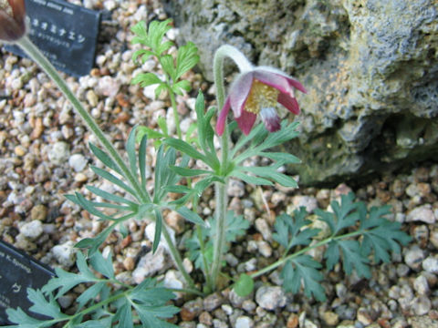 Pulsatilla cernua