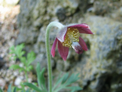 Pulsatilla cernua