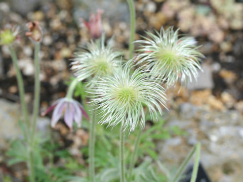 Pulsatilla cernua